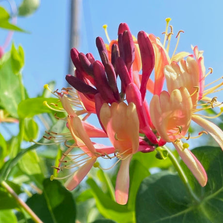 Flowering and Fruiting Vines