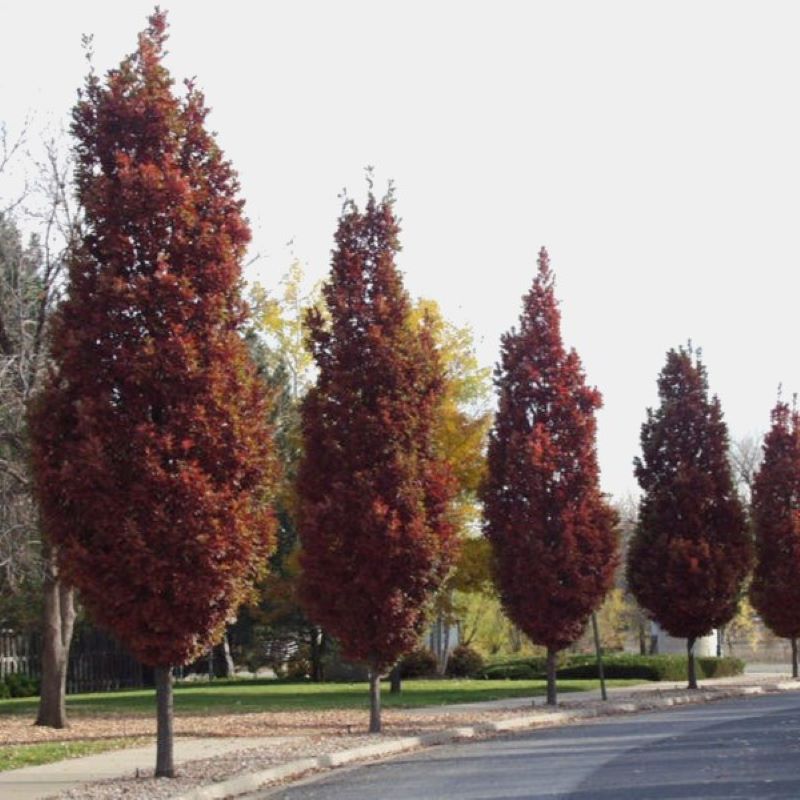 Columnar Trees – Knippel Garden Centre