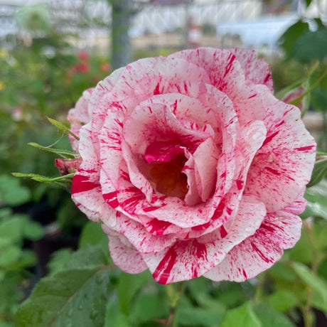 Floribunda Rose