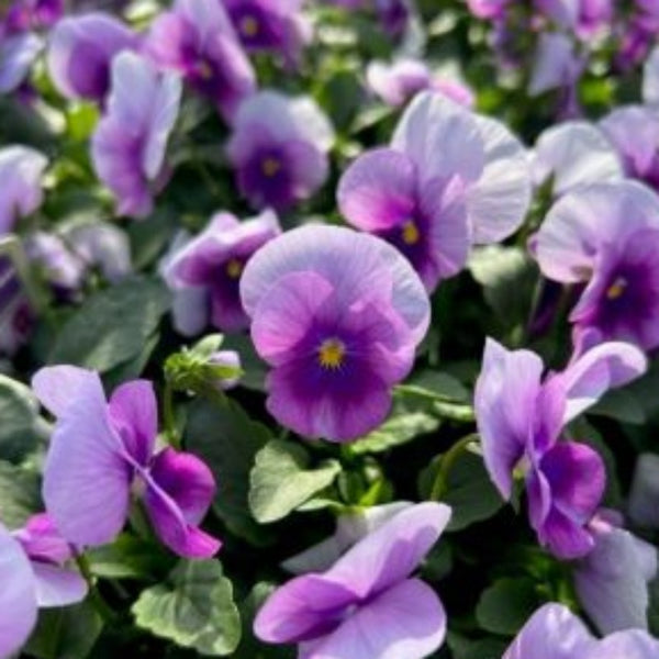 View Early Spring Flowering Perennials Knippel Garden Centre