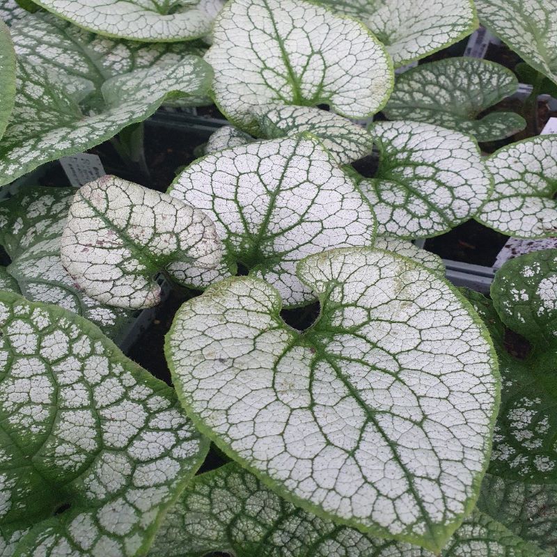 BRUNNERA STERLING SILVER