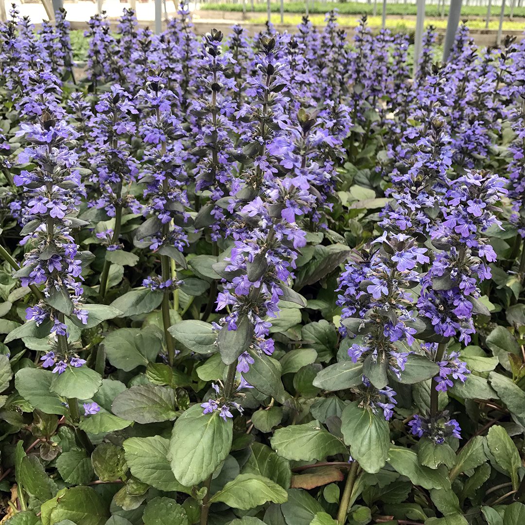 AJUGA CATLINS GIANT