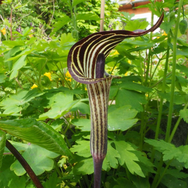 JACK IN THE PULPIT