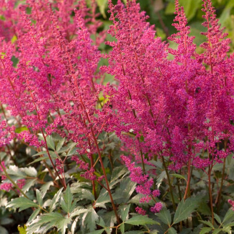 ASTILBE ELISABETH VAN VEEN