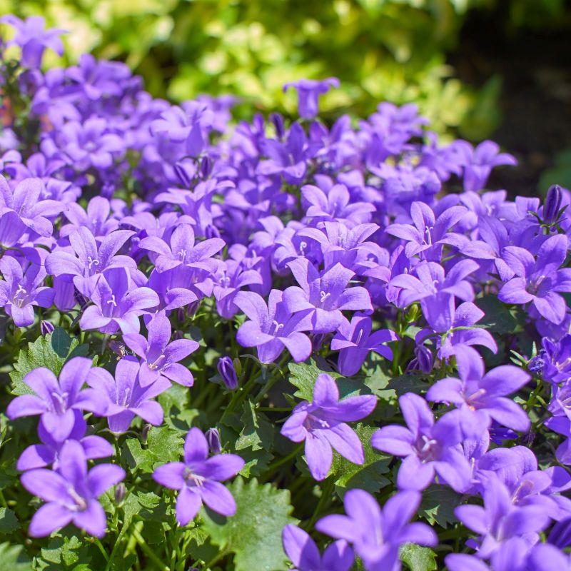 CAMPANULA CLOCKWISE DEEP BLUE – Knippel Garden Centre