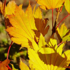 JAPANESE MAPLE GOLDEN FULL MOON