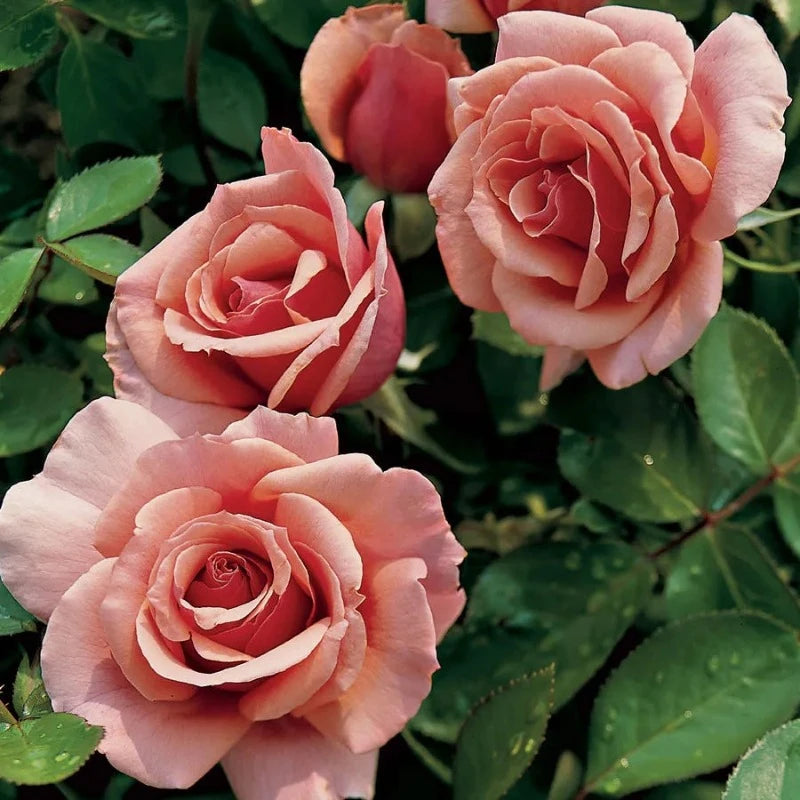 ROSE GRANDIFLORA TOURNAMENT OF ROSES – Knippel Garden Centre