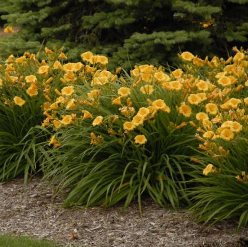HEMEROCALLIS STELLA DE ORO