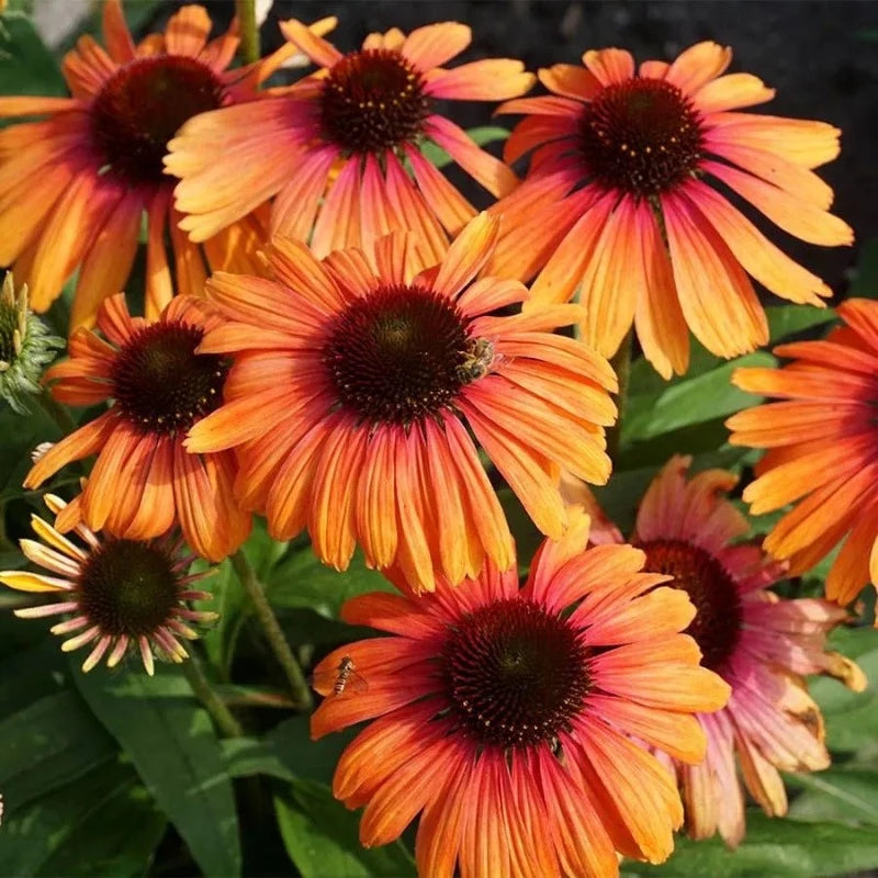 ECHINACEA BUTTERFLY RAINBOW MARCELLA
