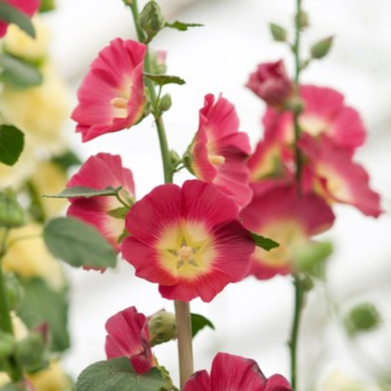 ALCEA HALO RED & YELLOW – Knippel Garden Centre