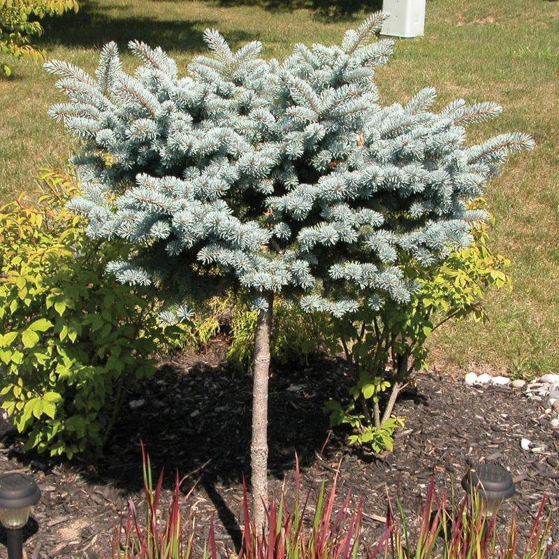 SPRUCE THUME BLUE STANDARD