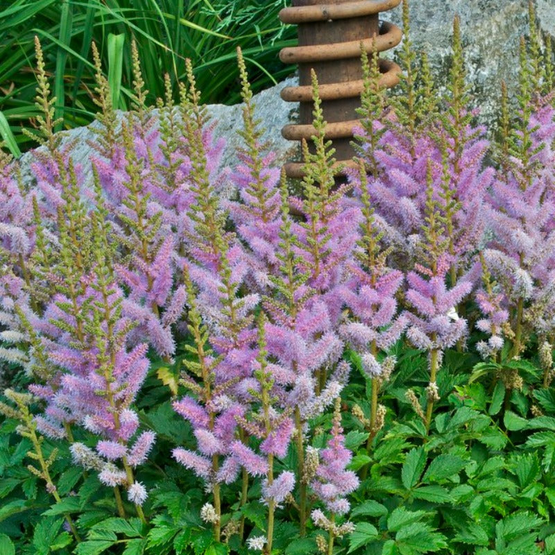 ASTILBE PUMILA – Knippel Garden Centre