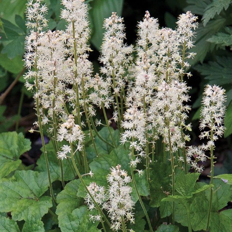 TIARELLA CORDIFOLIA – Knippel Garden Centre