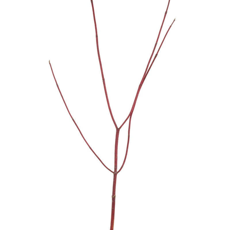 DOGWOOD REDTWIG