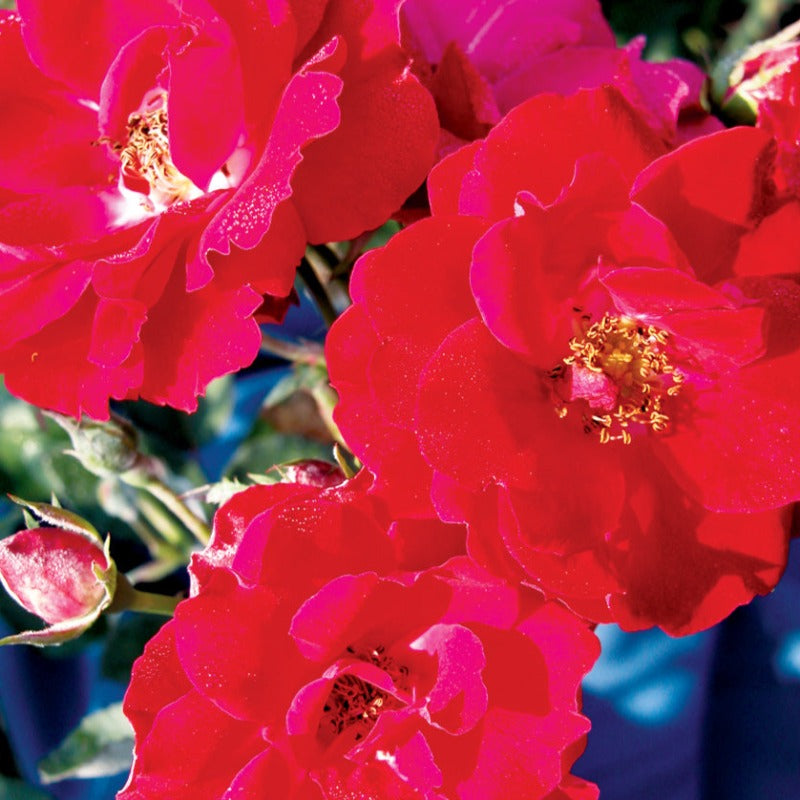 ROSE EXPLORER NICOLAS – Knippel Garden Centre