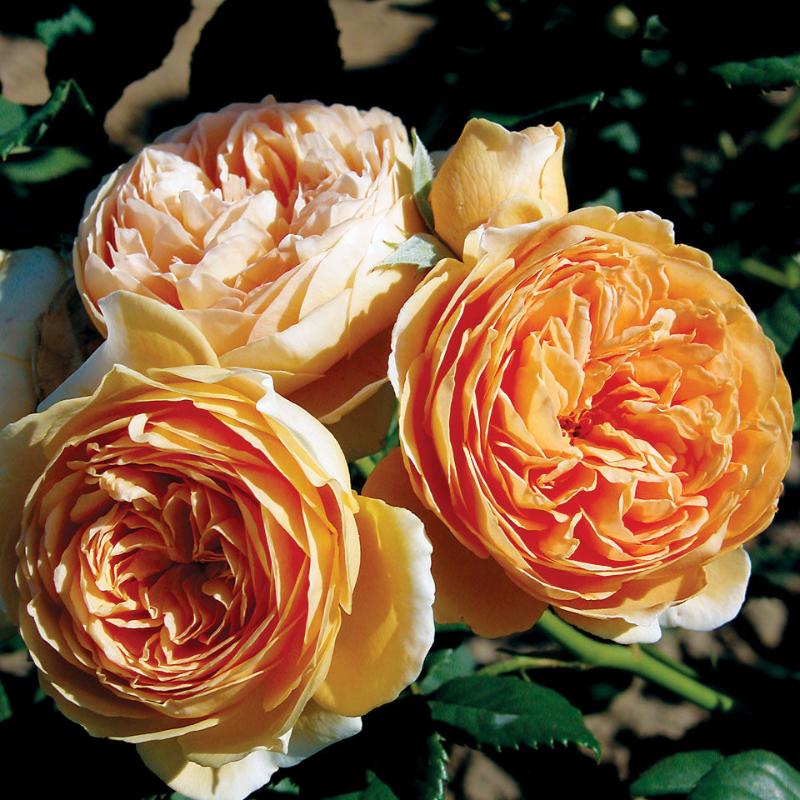 ROSE AUSTIN CROWN PRINCESS MARGARETA
