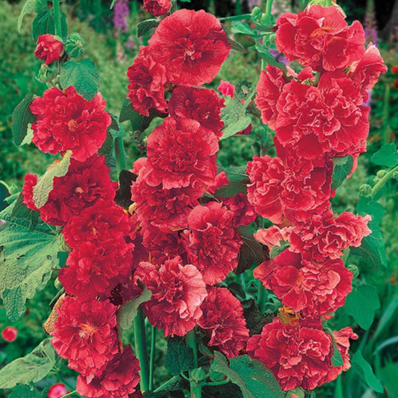 ALCEA CHATER'S DOUBLE RED