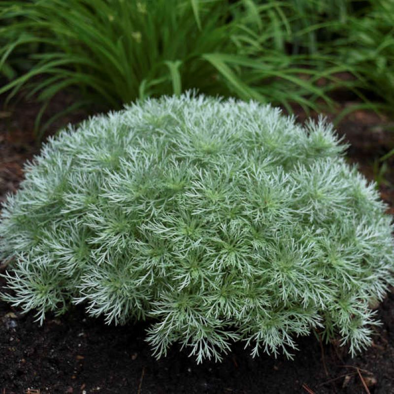 ARTEMISIA SILVER MOUND