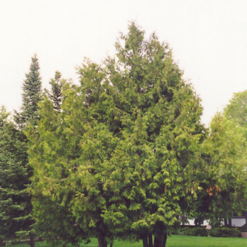 CEDAR EASTERN WHITE
