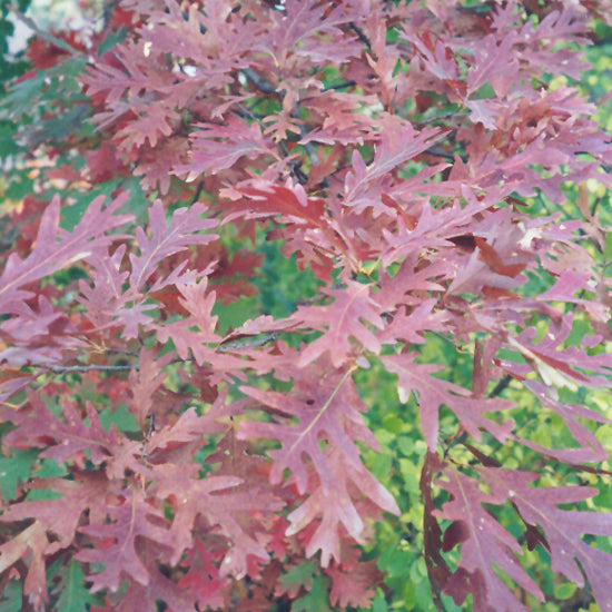 OAK WHITE
