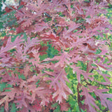 OAK WHITE