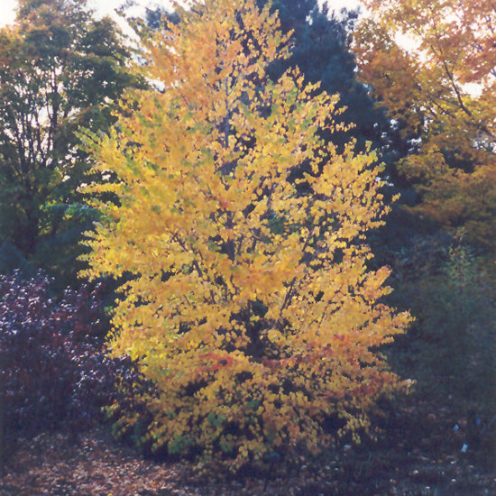 KATSURA