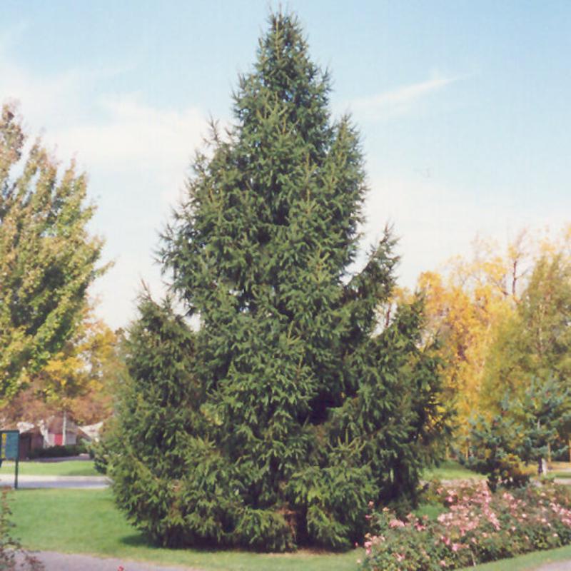 SPRUCE NORWAY