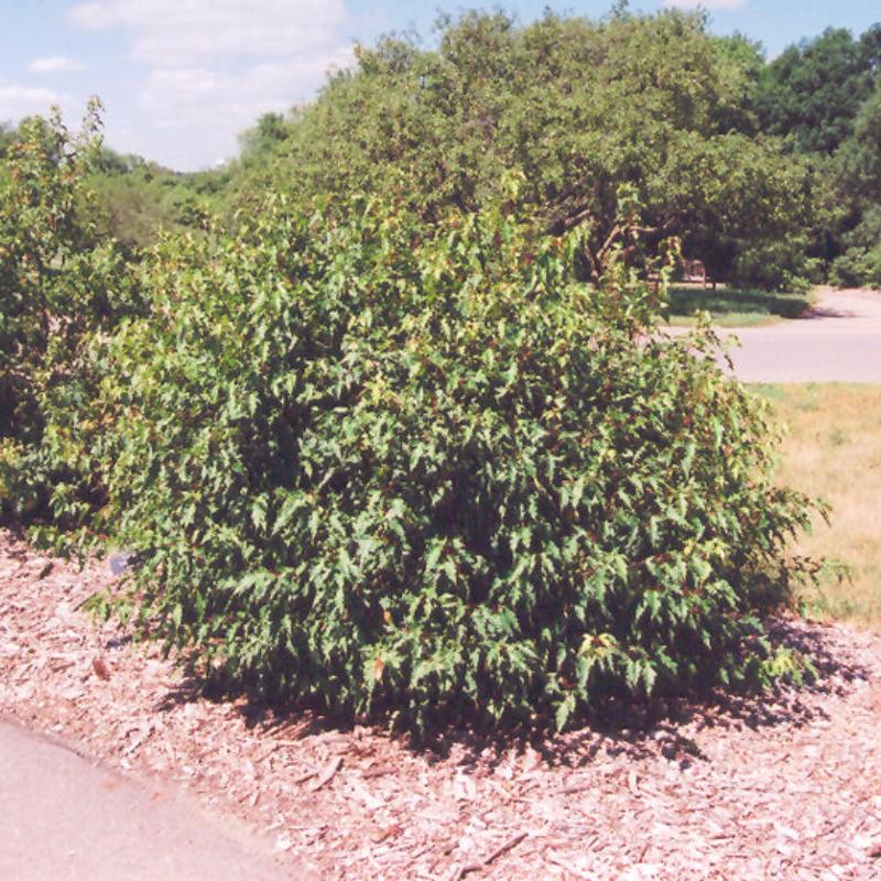 MAPLE BAILEY COMPACT