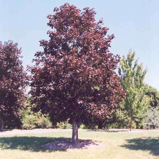 ROUGE ROYAL D'ÉRABLE