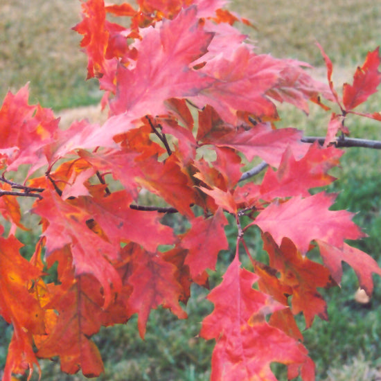 OAK RED