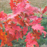 OAK RED