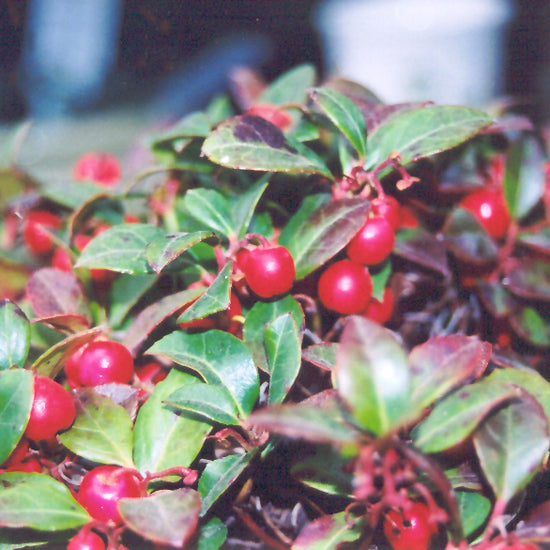 GAULTHERIA PROCUMBENS