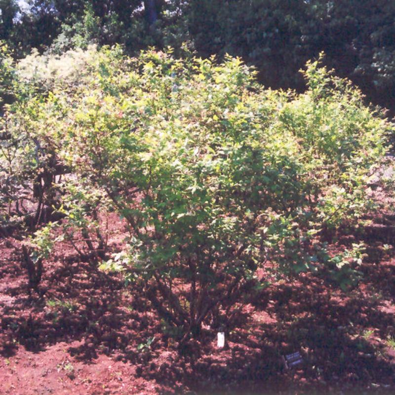 BLUEBERRY NORTHLAND