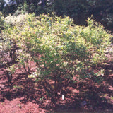 BLUEBERRY NORTHLAND
