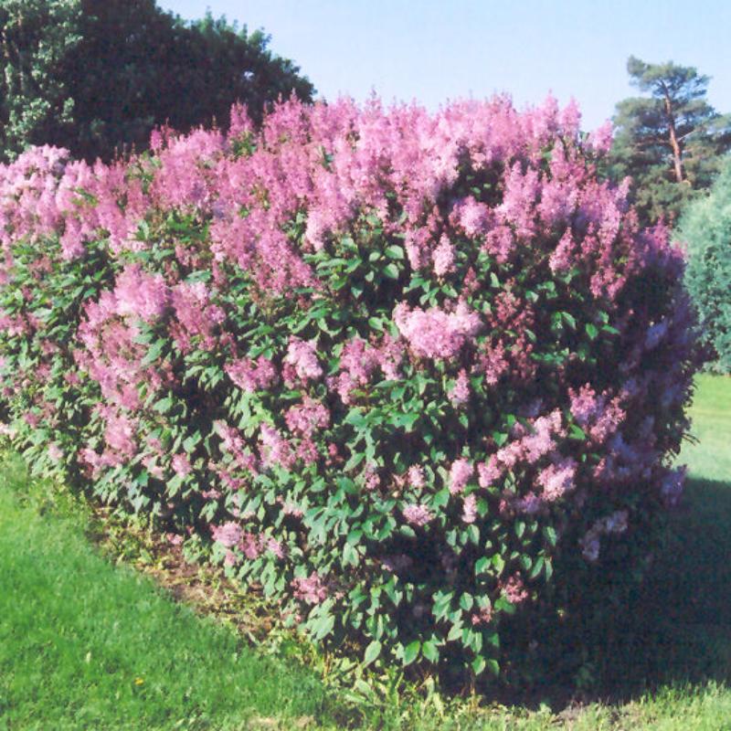 LILAC MINUET