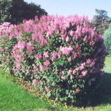 LILAC MINUET