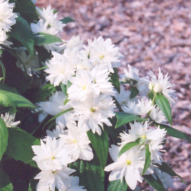 MOCK ORANGE INNOCENCE – Knippel Garden Centre