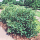 SNOWBERRY