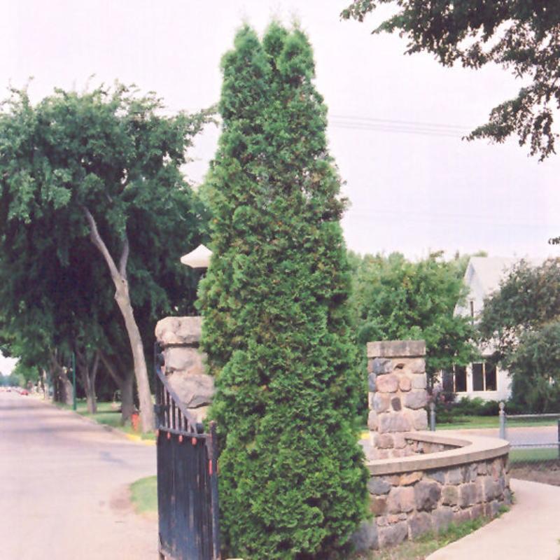 CEDAR BRANDON