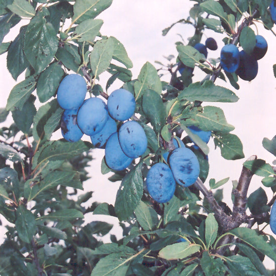 PLUM DAMSON EUROPEAN