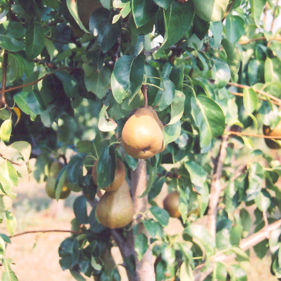 PEAR BOSC