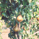 PEAR BOSC