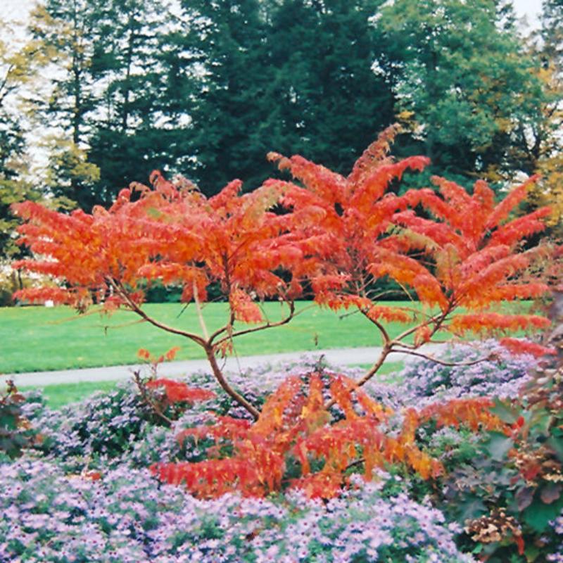 Cutleaf Sumac Tree SUMAC STAGHORN CUTLEAF – Knippel Garden Centre