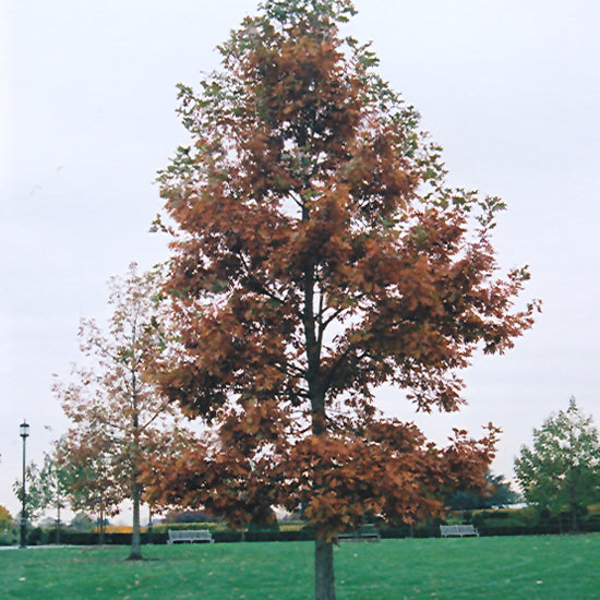 尾鈴 4年 700ml American white oak AMERICAN WHITE OAK - LANDMARK | ENGINEERED HARDWOOD