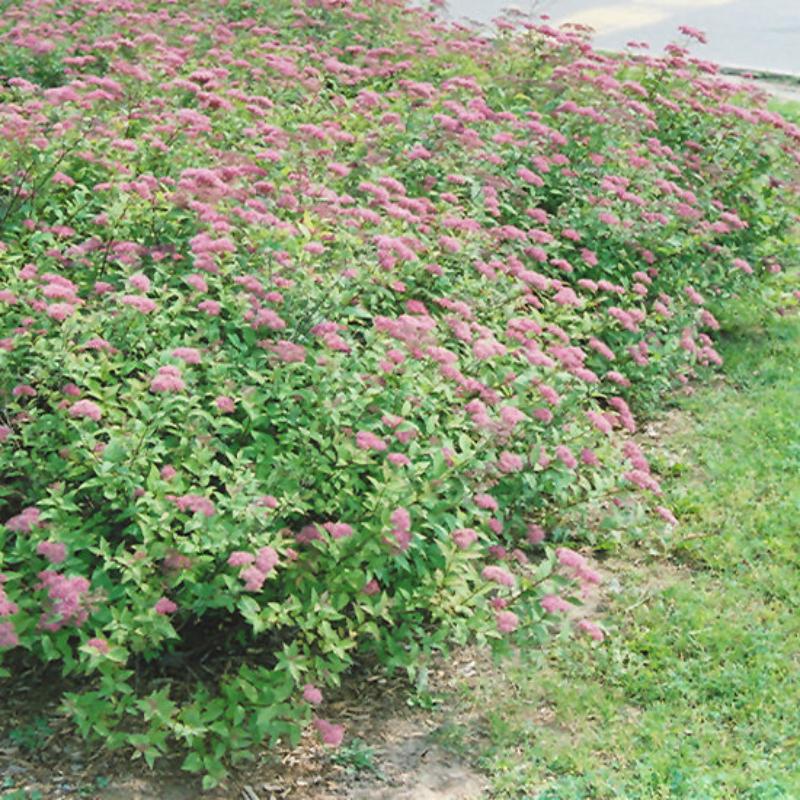 SPIREA DART'S RED