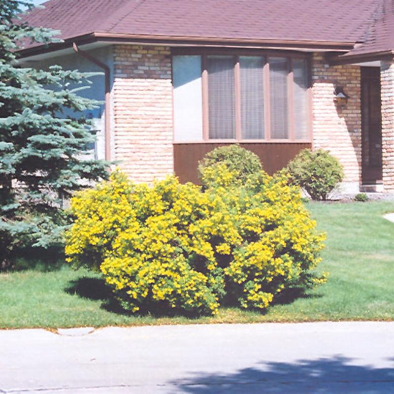 POTENTILLA JACKMAN