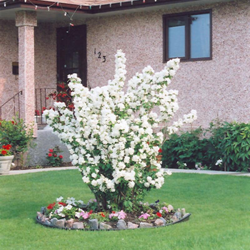 MOCK ORANGE INNOCENCE – Knippel Garden Centre