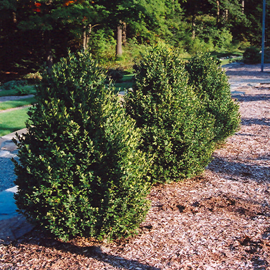 BOXWOOD GREEN MOUNTAIN – Knippel Garden Centre