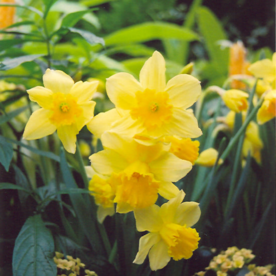 NARCISSUS RIJNVELD'S EARLY SENSATION