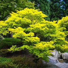 JAPANESE MAPLE GOLDEN FULL MOON